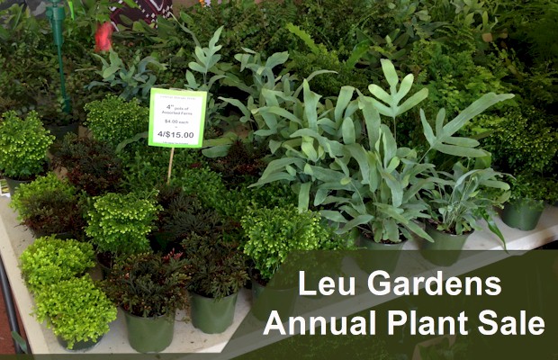 Lush landscape of Leu Gardens offers a quiet reprieve from the busy Orlando area attractions . 