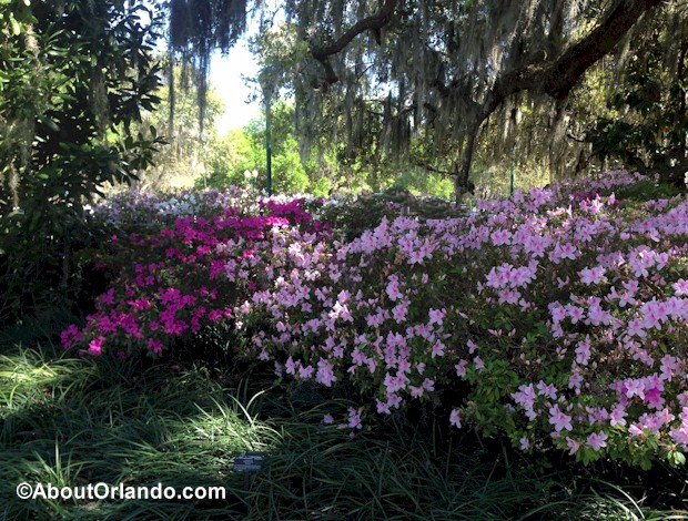 Lush landscape of Leu Gardens offers a quiet reprieve from the busy Orlando area attractions . 