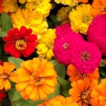 spring-flowers