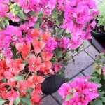 winter-park-farmers-market-flowers